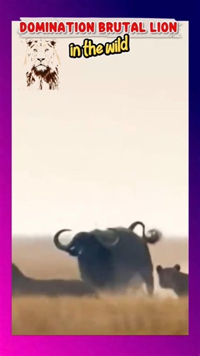 🦁 Lions vs Buffalo: The Ultimate Hunt!