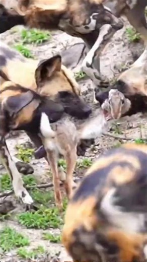 No Escape in the Burrow – Wild Dogs Tear Apart Deer Fawn! #WildDogs #Deer #Wildlife #AnimalAttack