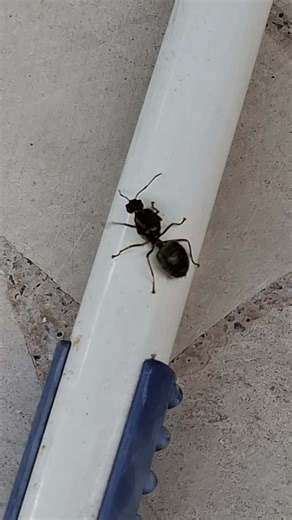 Amazing and Active Ant #insects #shortvideo #formicidae #species #antennae #formicoidea #aculeta