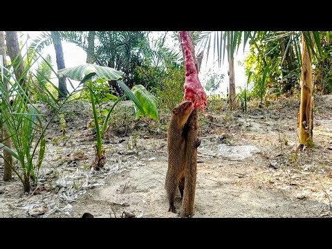 ALL THE MONGOOSES IN THE FOREST CAME RUNNING AT THE SMELL OF DELICIOUS MEAT