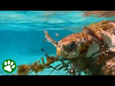 We Found a Sea Turtle Caught in a Net! (Heart-Stopping Rescue)