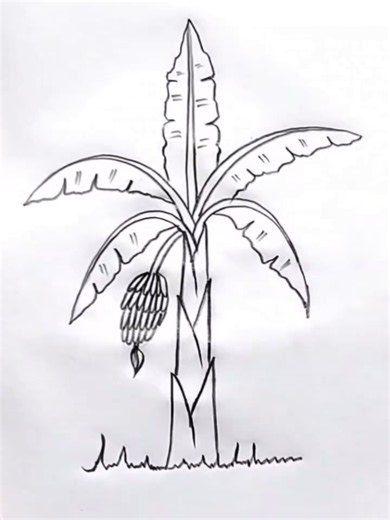 🍌 How to Draw a Banana Tree | Easy & Beautiful Pencil Drawing 🌿✏️ 🌿 A simple and beautiful banana tree drawn with pencil strokes. ✏️🍌 Watch the complete drawing and enjoy the beauty of nature through art. ❤️ #drawing #pencildrawing #bananatree #tree #easydrawing
