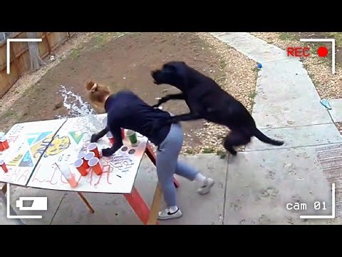 When Animals Go Full Unhinged on CCTV