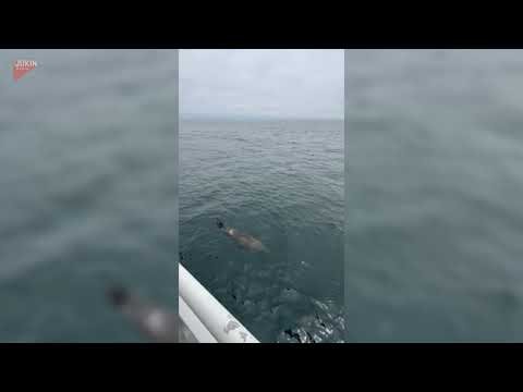 Orcas Seemingly Prey on Marine Animal Swimming Nearby - 1835690-10