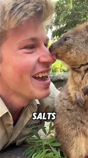 The happiest animal in the world#animals #funnyanimal #funny #cute #quokka