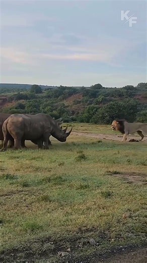 Massive Rhinos vs Fearless Lion – Wild Encounter