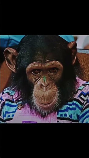 Bubbles the Chimp Dances to Billie Jean! 🎶✨