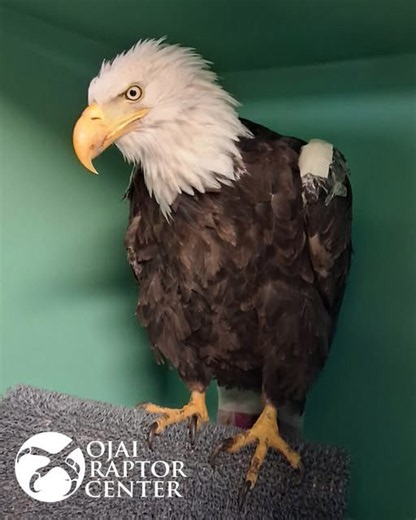 Life of Jackie the fallen bald eagle from Big Bear to be celebrated