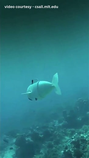 The Robot Fish That Swims With Real Fish