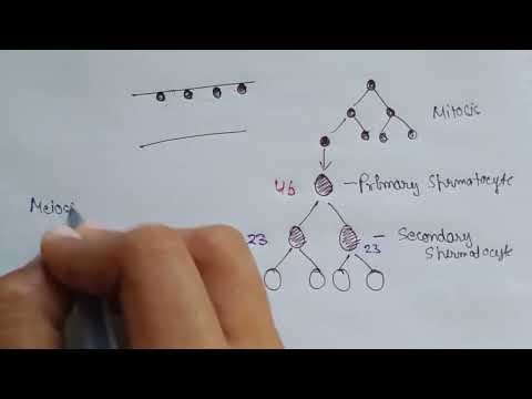 Spermatogenesis | Process of formation of sperms | Sperm formation | spermatids and spermiation