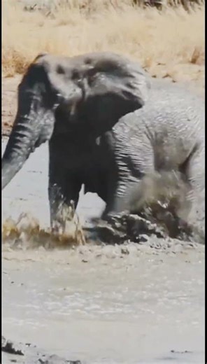 ELEPHANT VS 3 HIPPOS