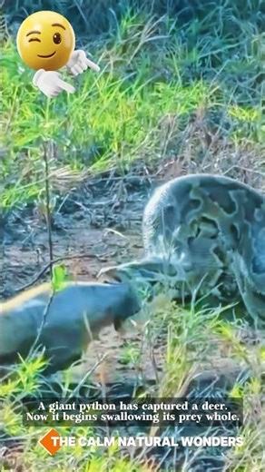 Giant Python Swallows a Deer Whole!