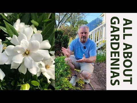ALL ABOUT GARDENIAS - Where to Plant, Common Problems, How to Maintain, and Great Varieties