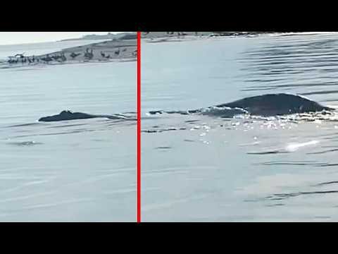 Lake Monster Footage That Experts Are Taking Seriously - Part 3