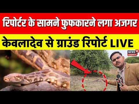 Bharatpur Python Video : Kevaladev National Park में अजगर ही अजगर! | Rajasthan News| Wildlife Video