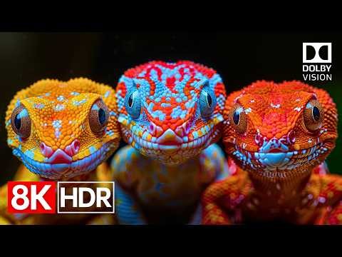The Power of Perfect Color | 8K Dolby Vision HDR 60fps OLED TEST