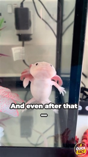 Axolotl: The Animal That Can Regrow Its Body! 😱🦎 #shorts