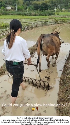 Ox-Drawn Plowing – The Gentle Power of Traditional Farming 🐂🌾