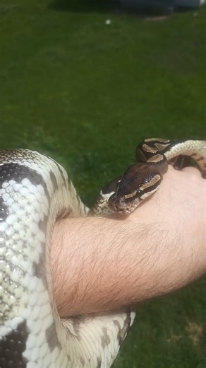 Wild type ball pythons are still beautiful!