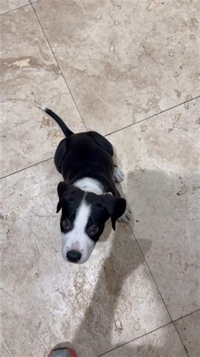Video of adoptable pet named Puppy Cream Boy tuxedo
