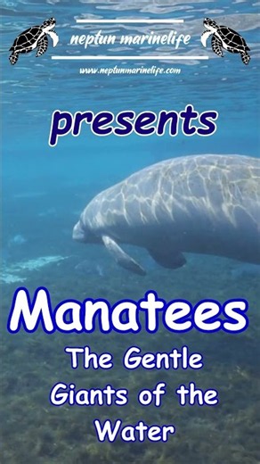Preview of Manatees - The Gentle Giants of the Water #animaldocumentary #oceandiscoveries