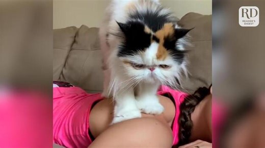 17 cat behaviors explained