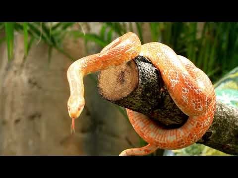 Silent Hunter: The Secret Life of Snakes@DJSnake #snake #snakegame #snakevideo #snakes #snakehead