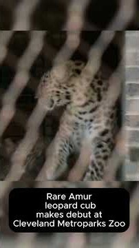 Rare leopard cub debuts at Cleveland Metroparks Zoo