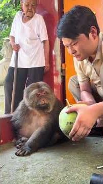 How do monkeys open coconuts? #One-Armed Monkey Xingxing #Monkeys in Emei Mountain