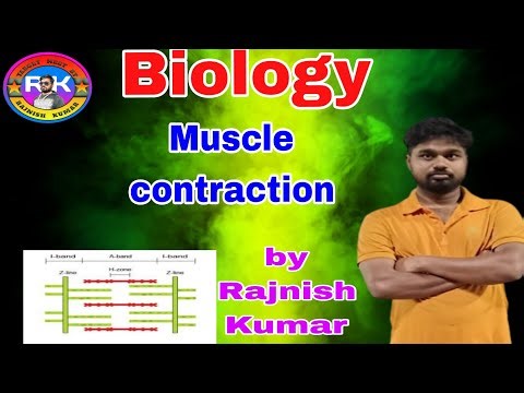 Muscle contraction #2026#neet 