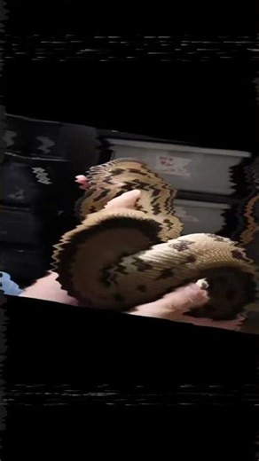 The Most Beautiful Ball Pythons