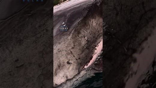 Great white shark explodes out of the water before sinking back down