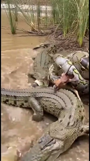 Python Defends Kill as Crocodiles Attack from All Sides