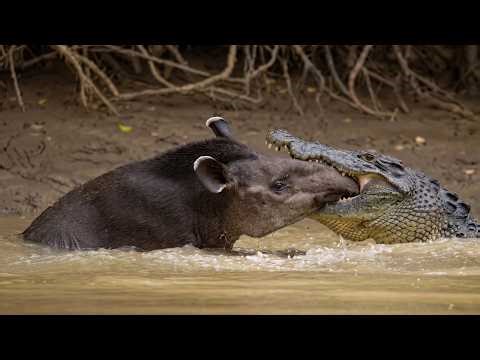 Giant Python Attacks Caiman Nest – Eggs Devoured in Amazon Clash