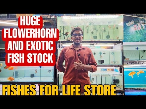 Flowerhorn, Discus & Oscar Fish Stock | Fishes For Life Fish Store In Mumbai