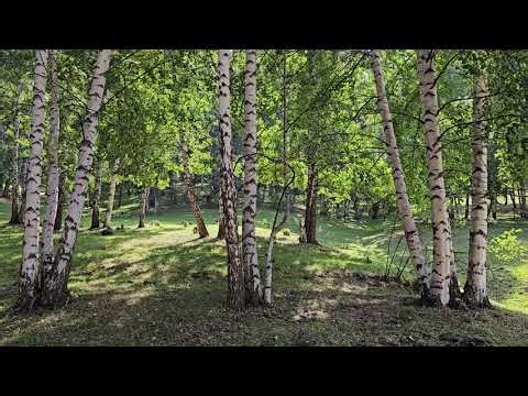 Birch trees with sunlight filtering through leaves in forest clearing