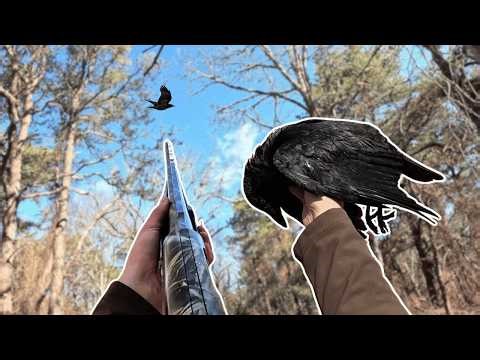 Spring Coastal CROW HUNTING (Near Record Birds!) 2026
