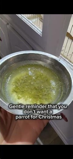 Hope you didn’t give a parrot this Christmas 🎄 #parrot #birds