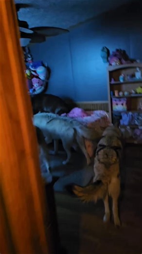 How are mornings go when the children wake up. It can be done people. All the naysayers in the wolf dog community thinking that higher content both dogs cannot be house dogs along with others that think that children and wolfdogs can't coexist peacefully. We pride ourselves in everything we do to show people that anything is possible when you train with us with any dog breed. This is just one of the many blessings we get to witness every morning. To see how happy our animals are just as much as 