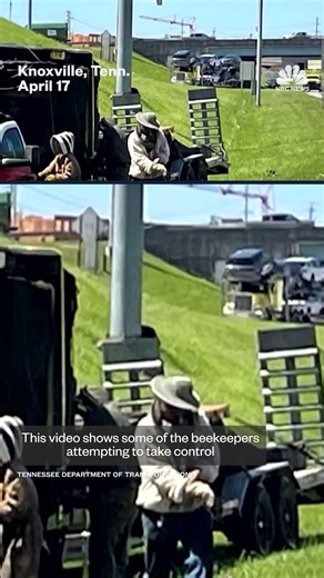 Truck carrying 1 million bees crashes in Tennessee