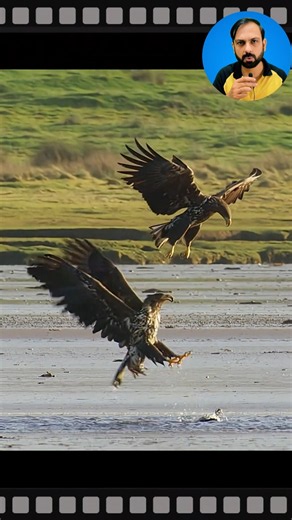The goose nearly outsmarted the eagles #shorts