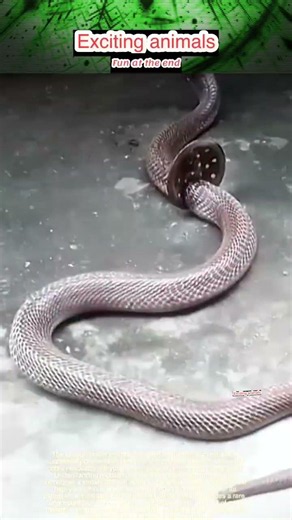 Pure Compassion: High-Skill Team Saves and Rehydrates a Stuck Predator.