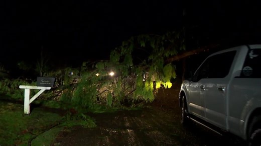 Tree crushes vehicle, killing 25-year-old driver inside