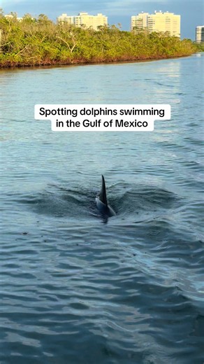 Spotting Dolphins in the Gulf of Mexico near Naples, FL