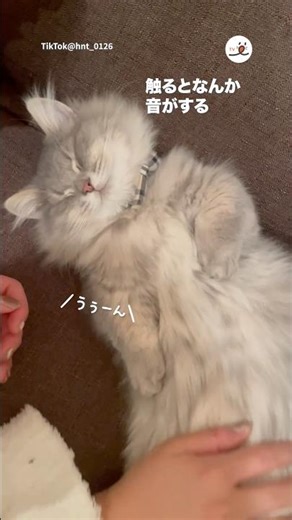 音がする猫｜PECO