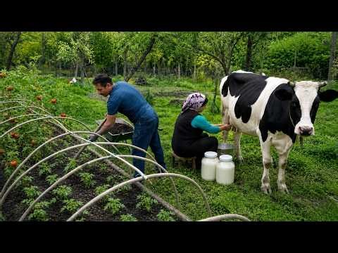 🥦 Farm Fresh | Azerbaijan Rural Life | Homemade Cheese from Fresh Cow's Milk