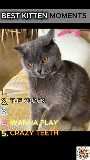 POV: Your Cat Secretly Hates You 😂