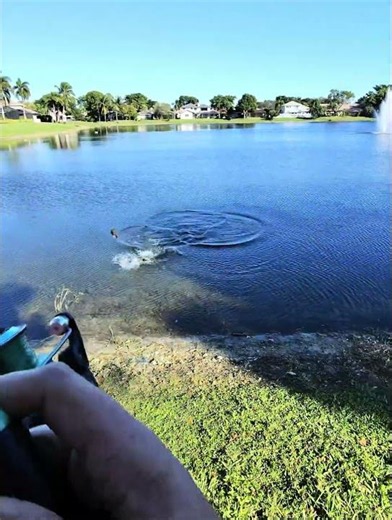 The Biggest Snake Head in South Florida 🐍🎣