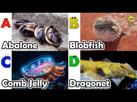 Learn Ocean Animal Names | ABC Sea Animals song | Most Popular Sea Creatures | Alphabets Kids Song