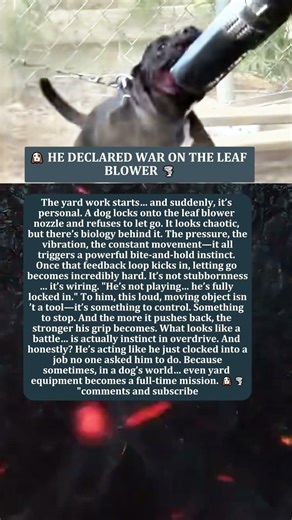 🐶 HE DECLARED WAR ON THE LEAF BLOWER 🌪️